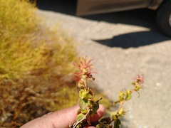 Acalypha californica