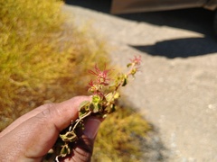Acalypha californica