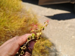 Acalypha californica
