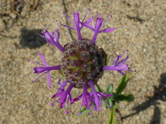 Monardella sinuata nigrescens
