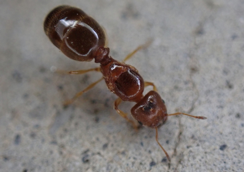 Variable Big-headed Ant photo 3