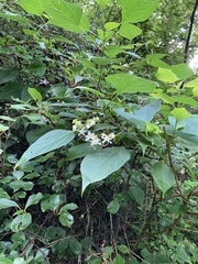 Clerodendrum trichotomum