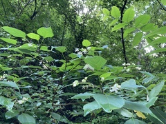 Clerodendrum trichotomum