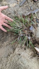 Carex lenticularis dolia