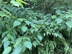 Clerodendrum trichotomum