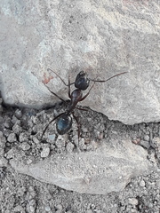 Camponotus dumetorum