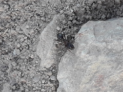 Camponotus dumetorum