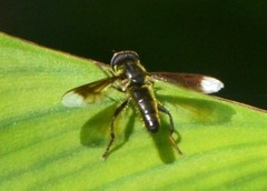 Quichuana