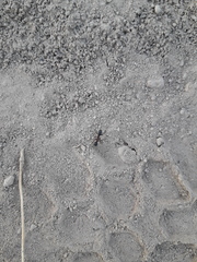 Camponotus dumetorum