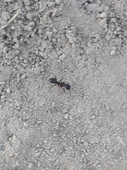 Camponotus dumetorum
