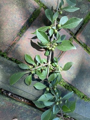 Rhamnus globosa