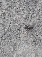 Camponotus dumetorum