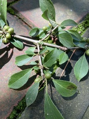 Rhamnus globosa
