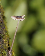 Mycena austrofilopes