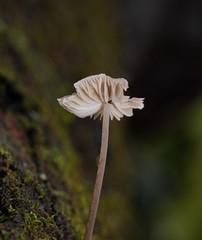 Mycena austrofilopes
