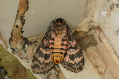 Olepa ricini
