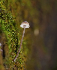 Mycena austrofilopes