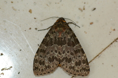 Olepa ricini