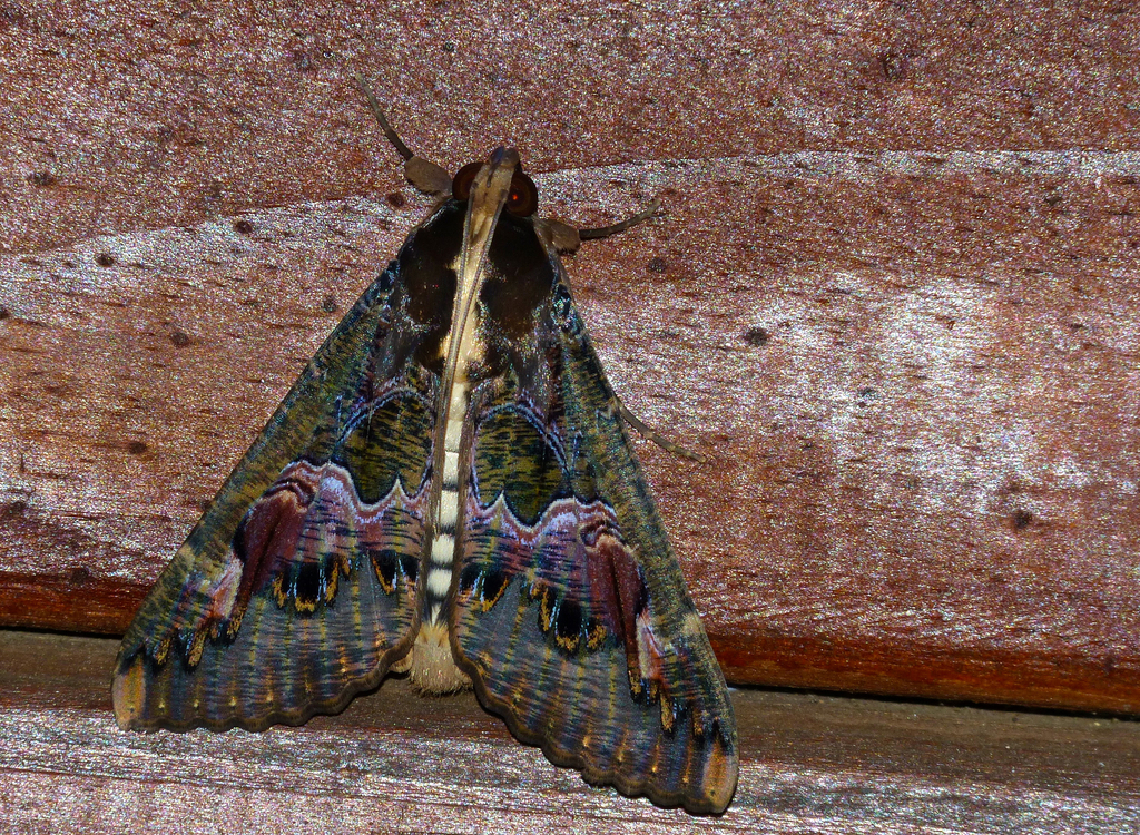 Sphingomorpha