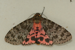 Olepa ricini