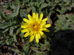 Agoseris apargioides