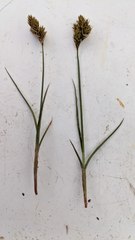 Carex phaeocephala