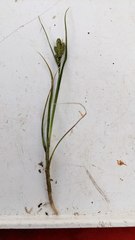 Carex lenticularis dolia
