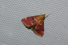 Pyrausta signatalis