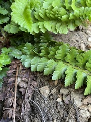 Polystichum kruckebergii