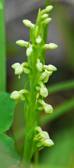 Platanthera huronensis
