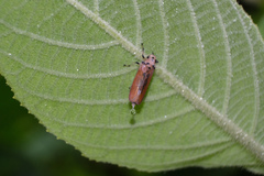 Bothrogonia ferruginea