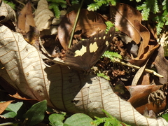 Oxeoschistus tauropolis tauropolis