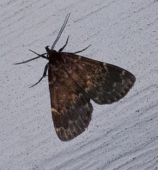 Idia lubricalis