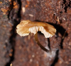 Entoloma readiae