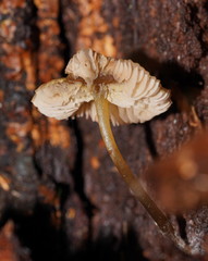 Entoloma readiae