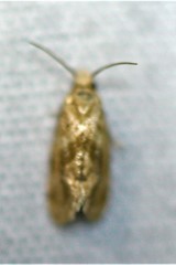 Platphalonidia
