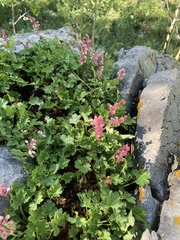 Heuchera pulchella