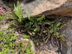 Polystichum kruckebergii