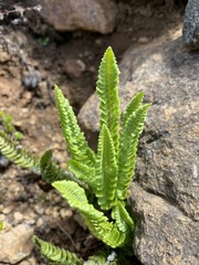 Polystichum kruckebergii