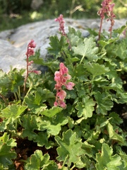 Heuchera pulchella