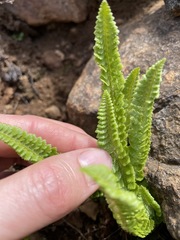 Polystichum kruckebergii