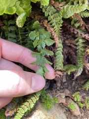 Polystichum kruckebergii