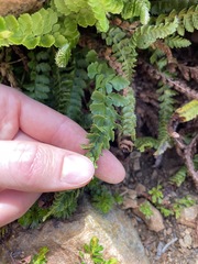 Polystichum kruckebergii