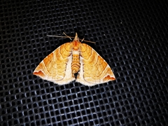 Eulithis molliculata