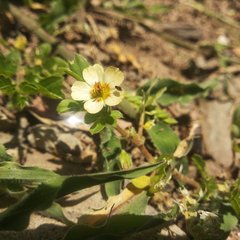 Kallstroemia rosei