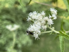 Hylaeus modestus