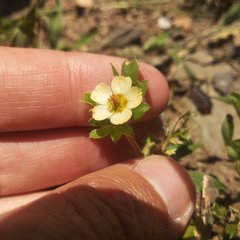 Kallstroemia rosei