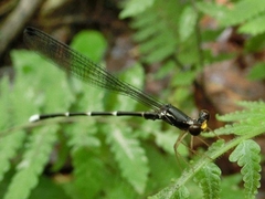 Platystictidae