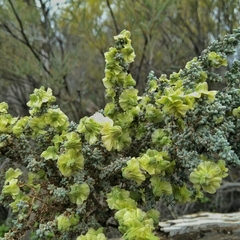 Maireana pyramidata