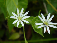 Stellaria littoralis